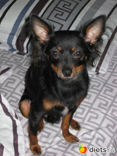 ��� ��������� ����, ������: ��� �� � ��, ��� � �����