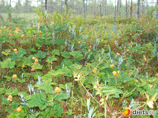 морошка, альбом: За морошкой