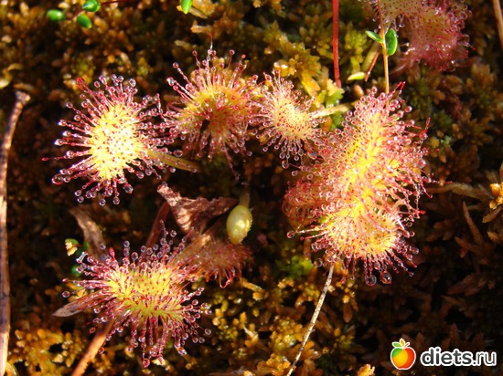 Росянка. Питается белковой пищей, как я))), альбом: За морошкой