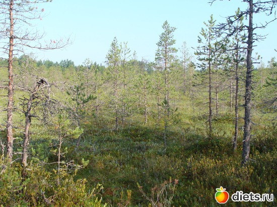 болото, альбом: За морошкой