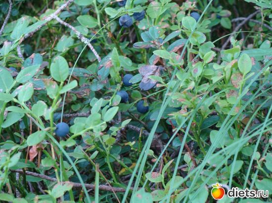 Черничка, альбом: За морошкой