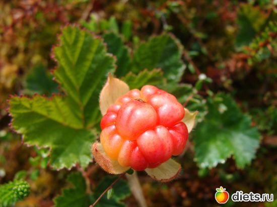 Морошка, альбом: За морошкой