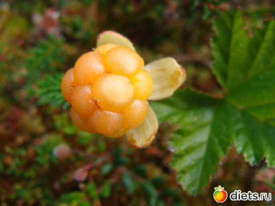 морошка, альбом: За морошкой