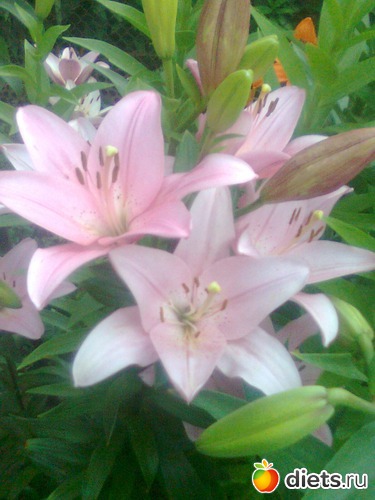 Лилия, альбом: Цветы в огороде