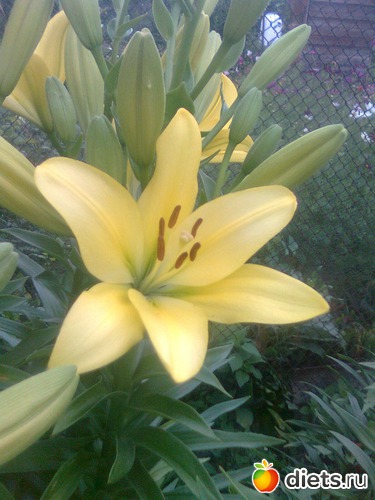 Лилия, альбом: Цветы в огороде