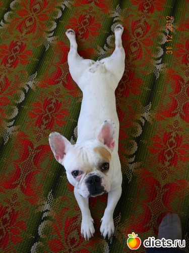 1 фото: Моя собака