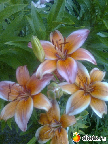 Лилия, альбом: Цветы в огороде