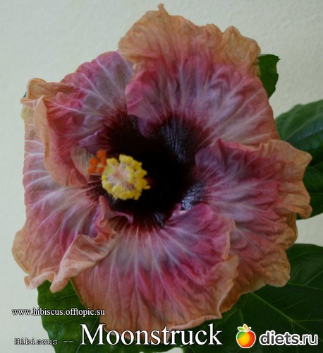 003 - Moonstruck, : My Gibiskus Gallery - 2O13