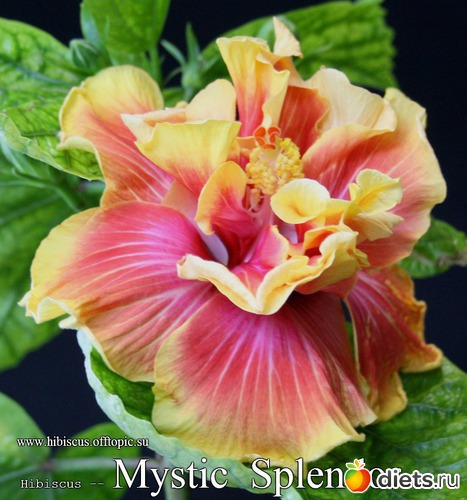 004 - Mystic Splendor, : My Gibiskus Gallery - 2O13