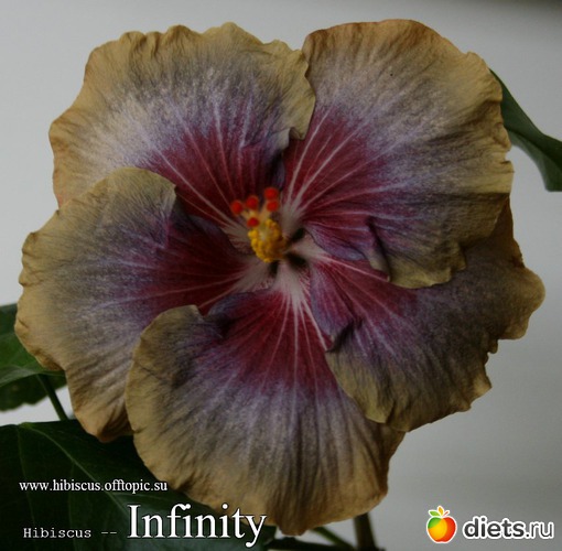 005 - Infinity, : My Gibiskus Gallery - 2O13