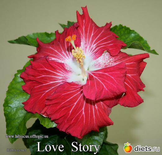 006 - Love Story, : My Gibiskus Gallery - 2O13