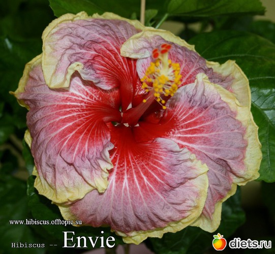 007 - Envie, : My Gibiskus Gallery - 2O13