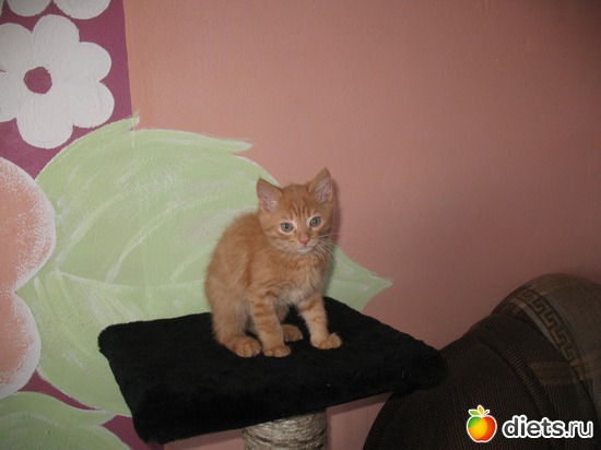 3 ����: ��� �