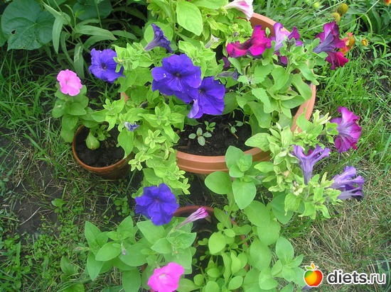 42 фото: Дачные радости