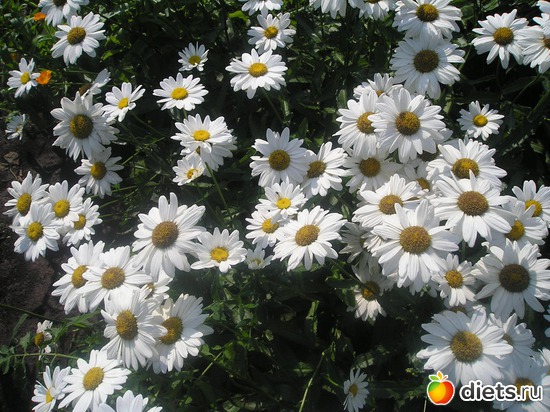 43 фото: Дачные радости