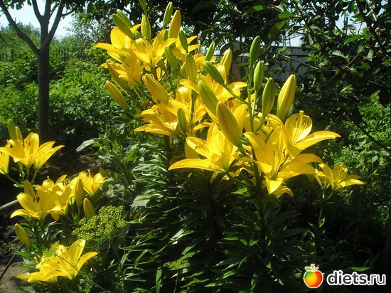 44 фото: Дачные радости