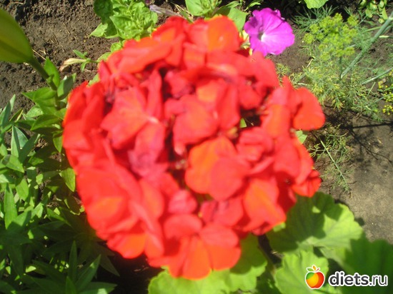 45 фото: Дачные радости