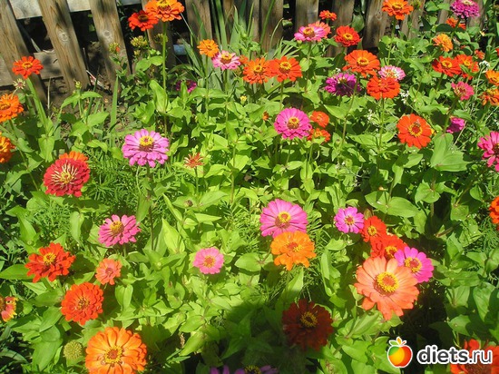 46 фото: Дачные радости