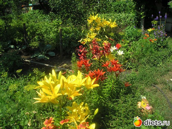 47 фото: Дачные радости