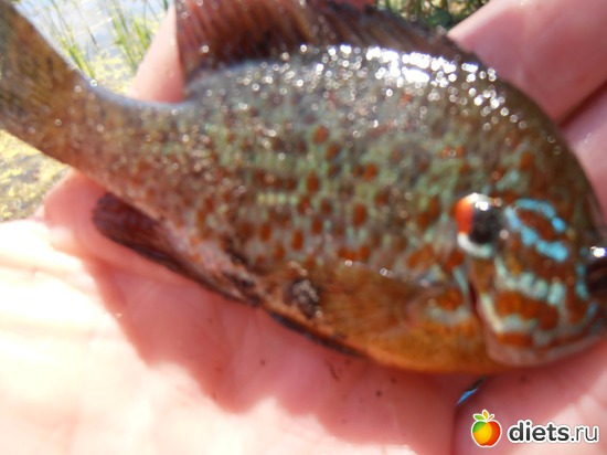 чудо рыба, альбом: позитив