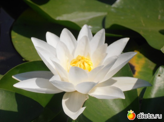 лилия, альбом: хобби