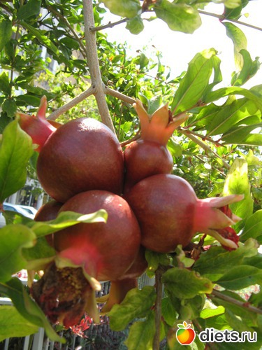 Гранат, альбом: Природа...