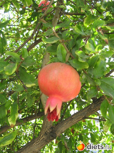 Гранат, альбом: Природа...