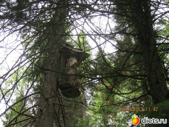 ����, ������: ������ �����