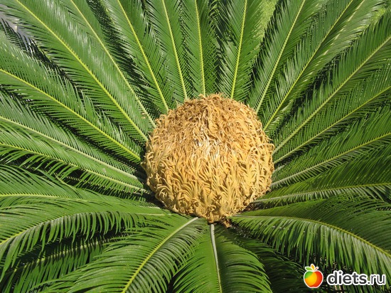 69 фото: Природа...