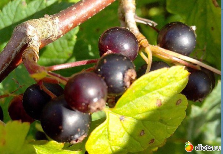 12 ����: ����, ����, ����