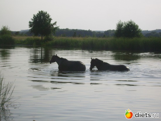 12 ����: ���