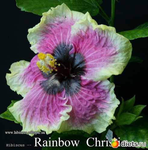 008 - Rainbow Christie, : My Gibiskus Gallery - 2O13