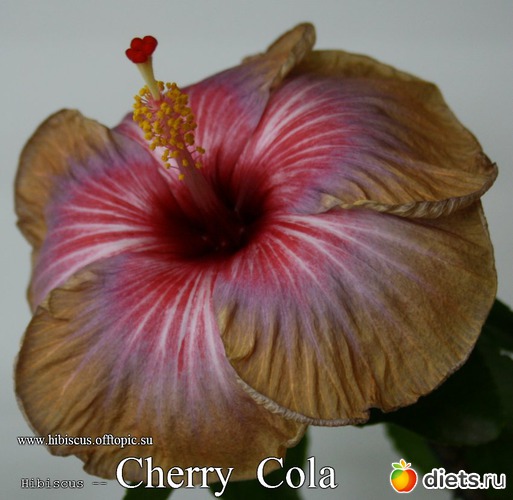 009 - Cherry Cola, : My Gibiskus Gallery - 2O13