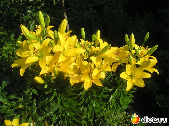 32 фото: Дачные радости