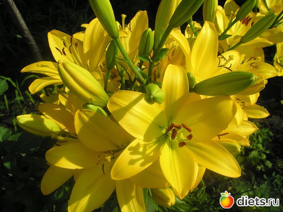 33 фото: Дачные радости