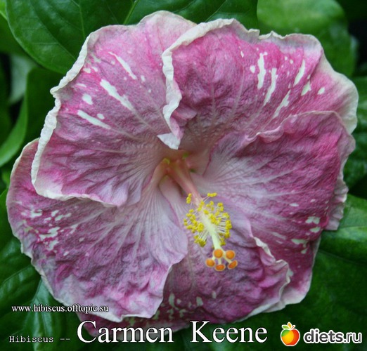 011 - Carmen Keene, альбом: My Gibiskus Gallery - 2O13