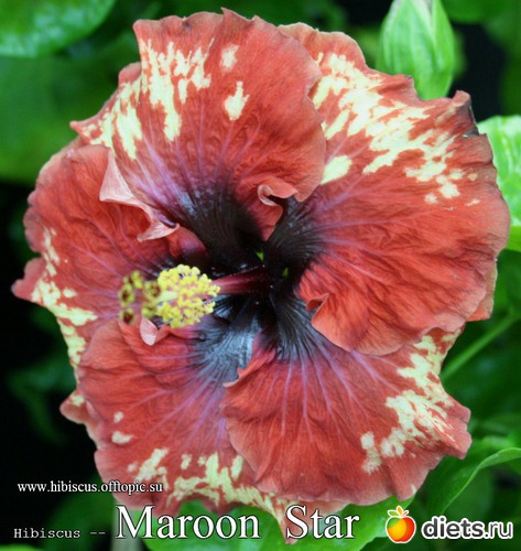 012 - Maroon Star, : My Gibiskus Gallery - 2O13