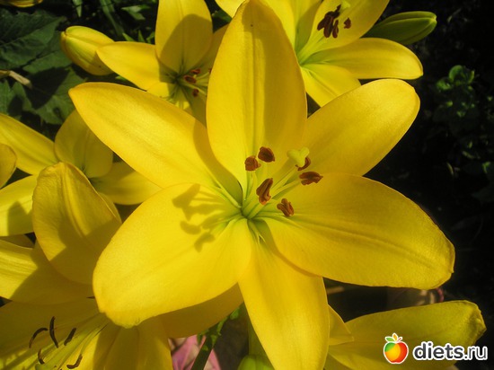 34 фото: Дачные радости