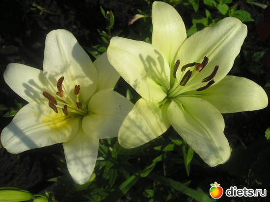 35 фото: Дачные радости