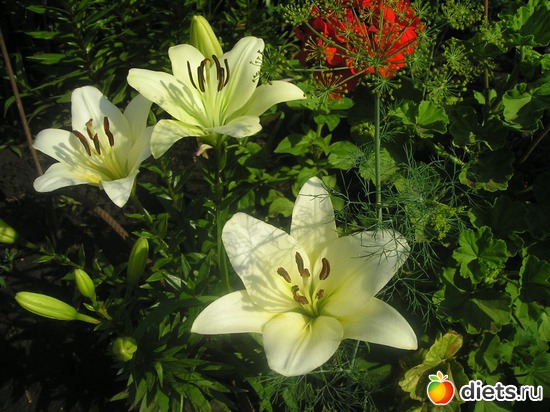 36 фото: Дачные радости