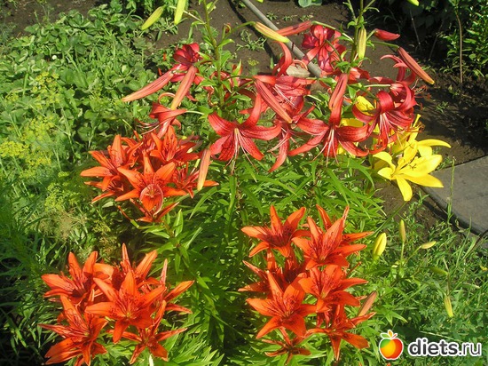 37 фото: Дачные радости