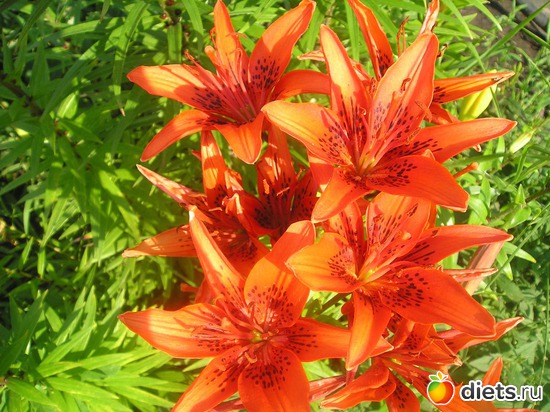 38 фото: Дачные радости