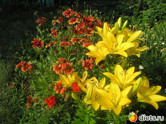 41 фото: Дачные радости