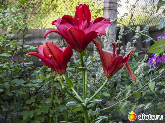 46 ����: �����-����-����� 2013 - 2015