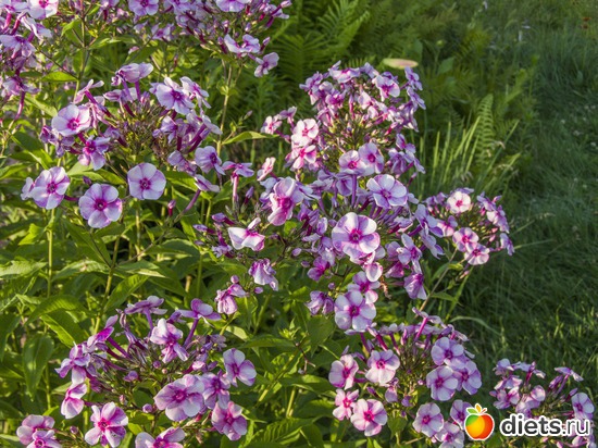 49 ����: �����-����-����� 2013 - 2015