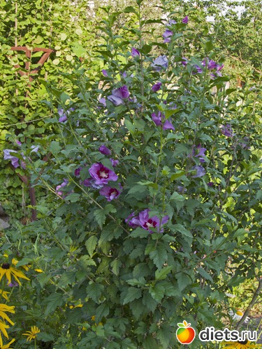 50 ����: �����-����-����� 2013 - 2015