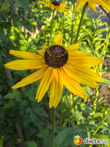 51 ����: �����-����-����� 2013 - 2015