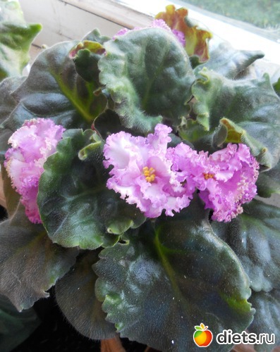 5 ����: ������