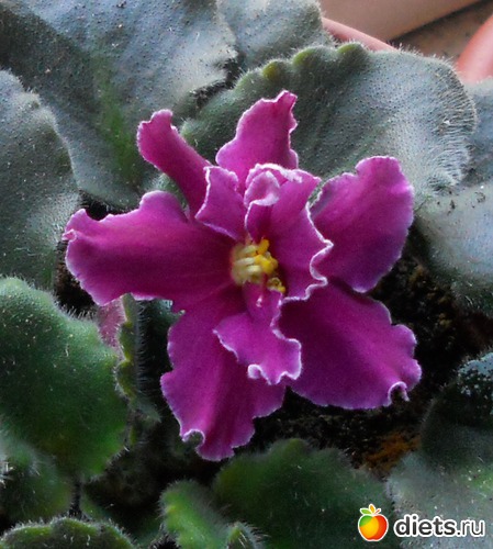 7 ����: ������