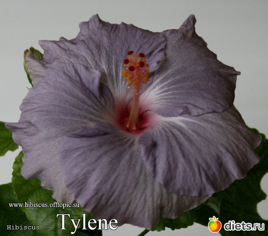 013 - Tylene, : My Gibiskus Gallery - 2O13